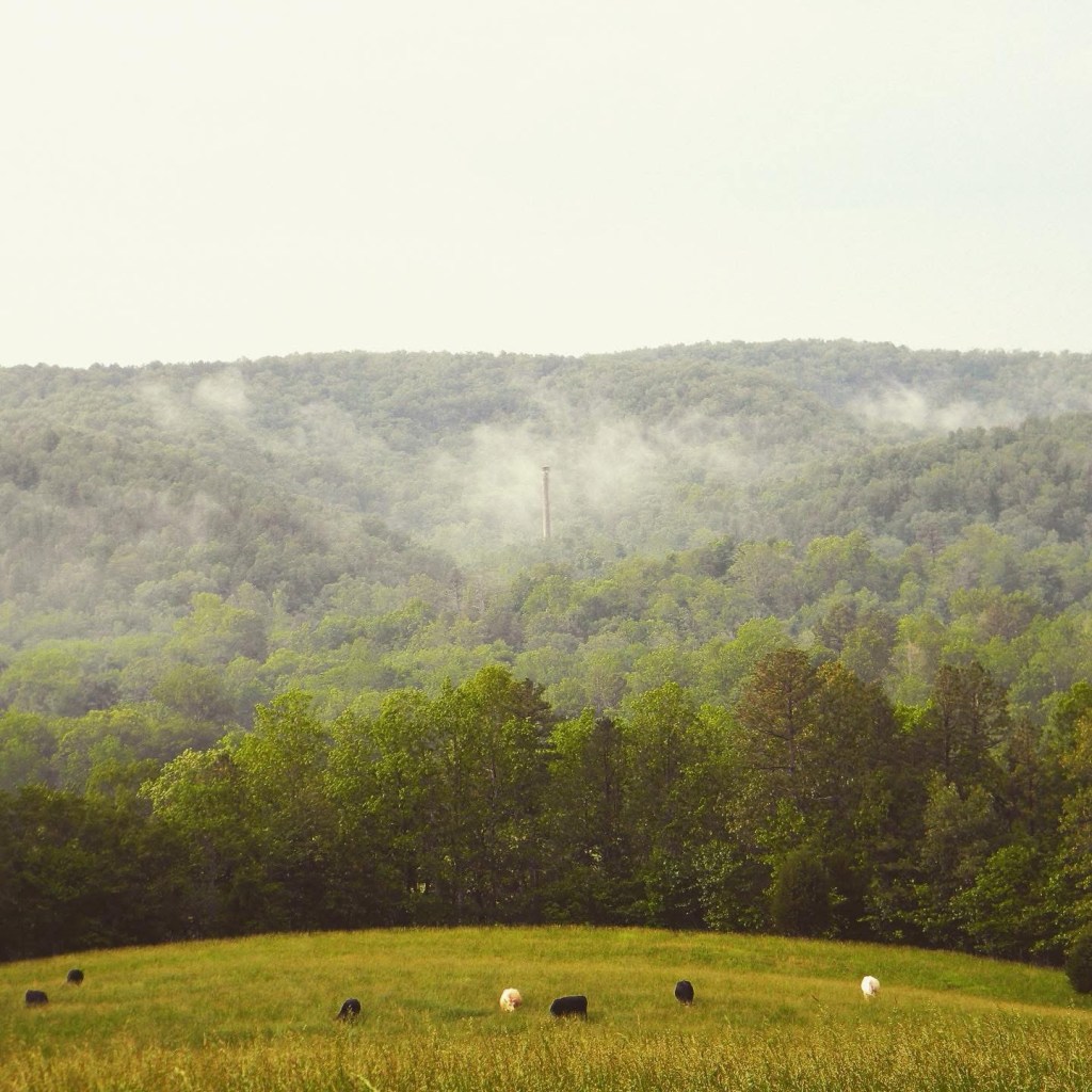 A serene landscape featuring rolling green hills and distant mountains shrouded in mist, with several cows grazing in a grassy field at the foreground.